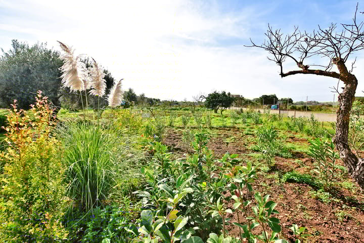 Foto 38 van Strada Vicinale Murruzzulu Tranco A