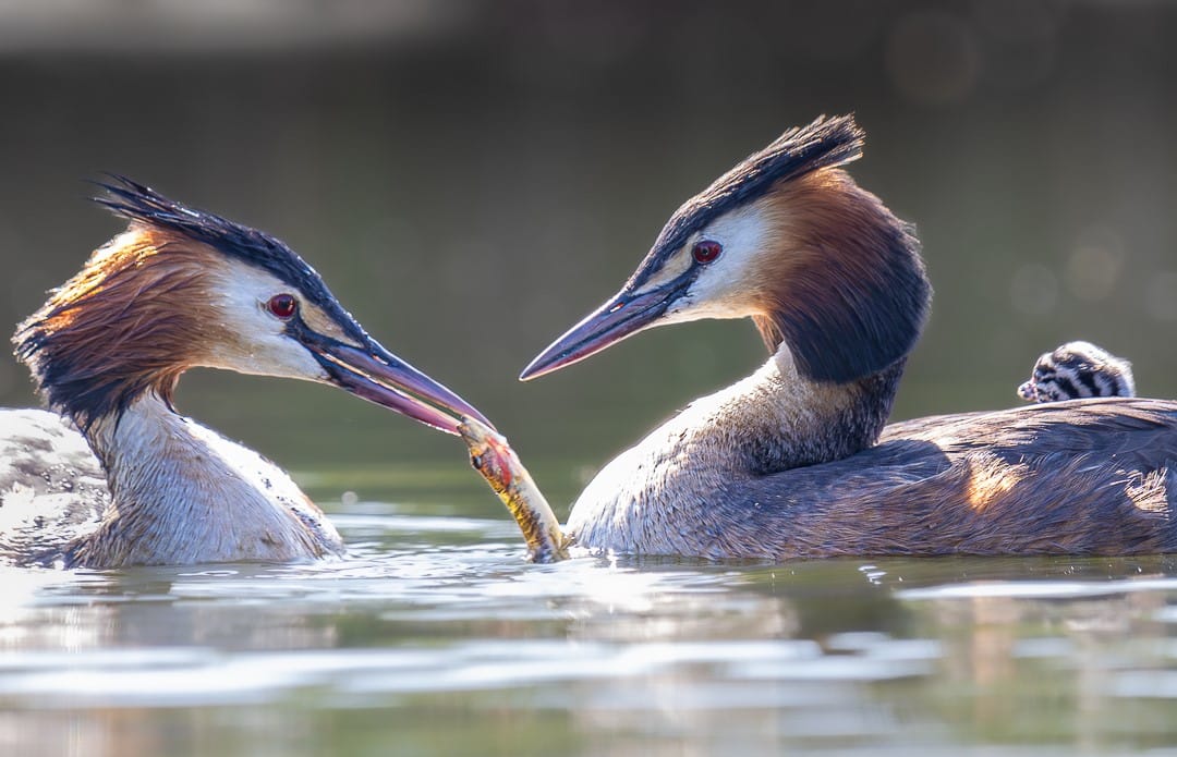 Foto 25 van Pruimendijk 60