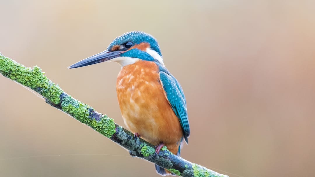 Foto 26 van Pruimendijk 60