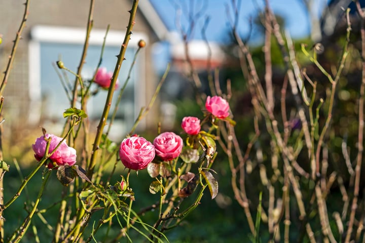 Bekijk foto 43 van Wetterbies 24