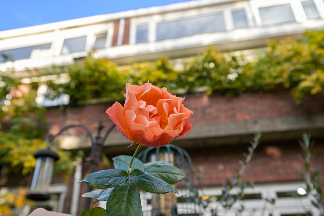 Foto 16 van Van Alkemadelaan 58