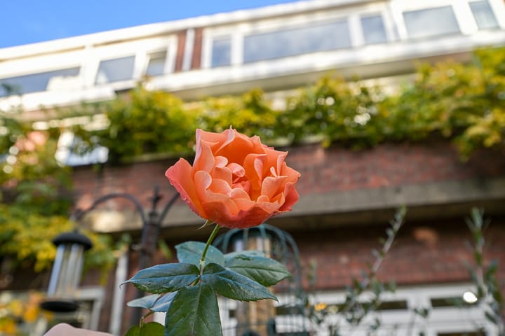 Foto 16 van Van Alkemadelaan 58