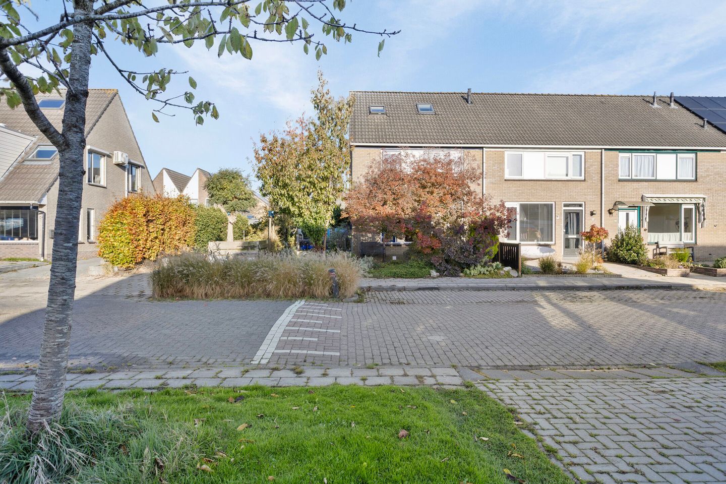 Foto 1 van Penningkruid 59