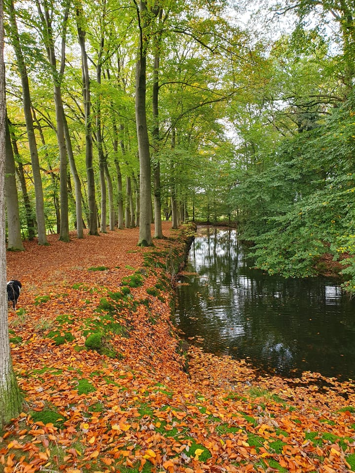 Photo 44 of Emelaarseweg 1-A