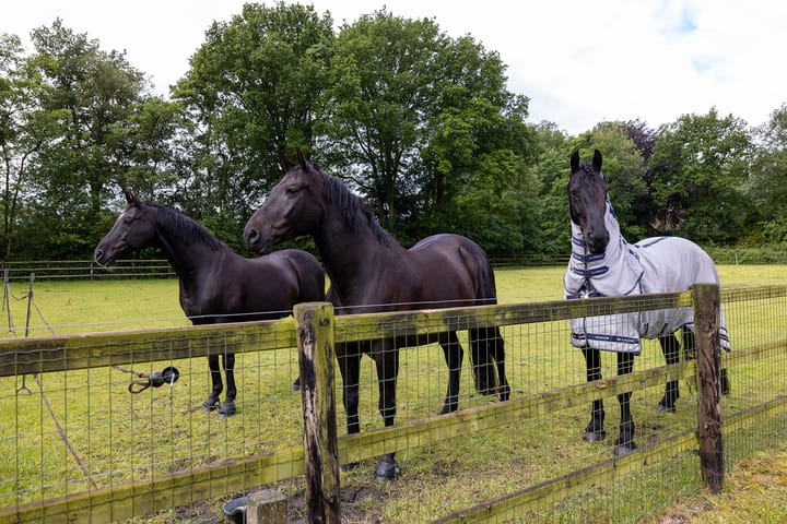 Foto 67 van Bartolottilaan 9