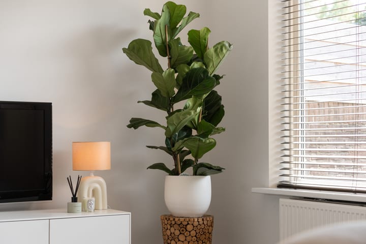 Foto 18 van Korhoenstraat 11