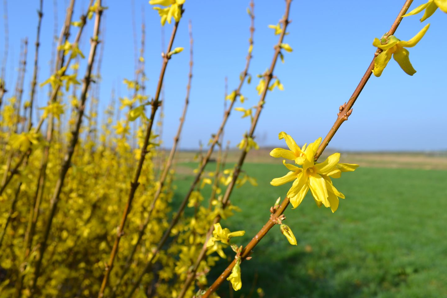 Foto 64 van Borgerderweg 25