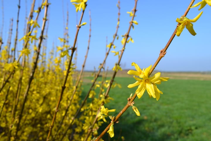 Foto 64 van Borgerderweg 25