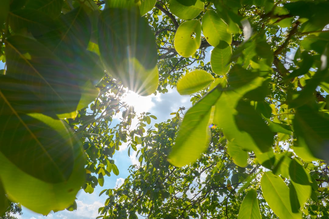 Foto 112 van Borgerderweg 25