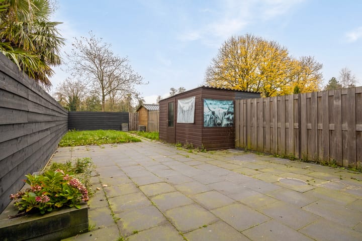 Foto 9 van Rijstgras 16