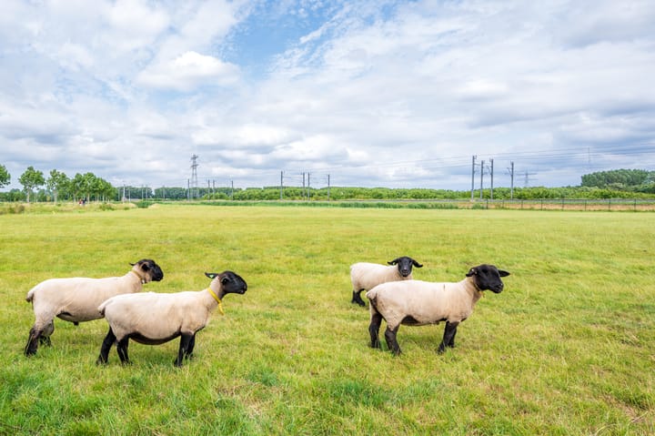 Foto 46 van Oud Wulfseweg 23