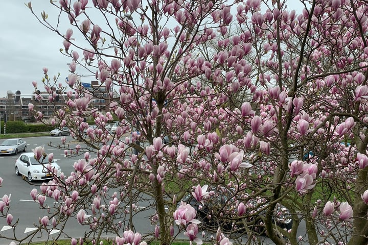 Bekijk foto 39 van Hoge Rijndijk 215