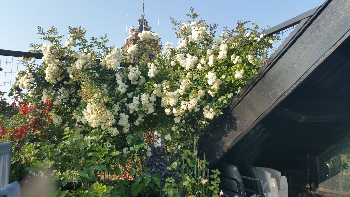 Foto 44 van Koestraat 60