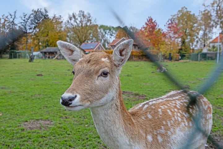 Foto 43 van Kwartelstraat 50