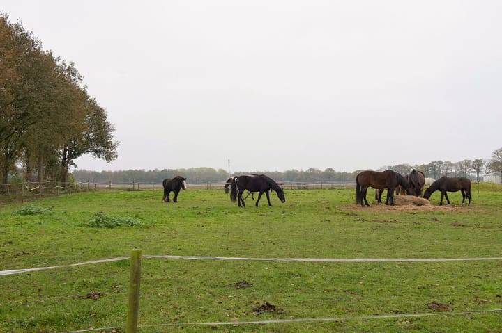 Foto 28 van Asserstraat 119