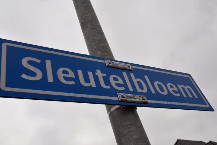 Foto 57 van Sleutelbloem 41