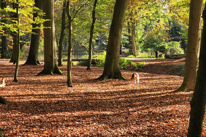 View photo 35 of Vlijtseweg 33-2