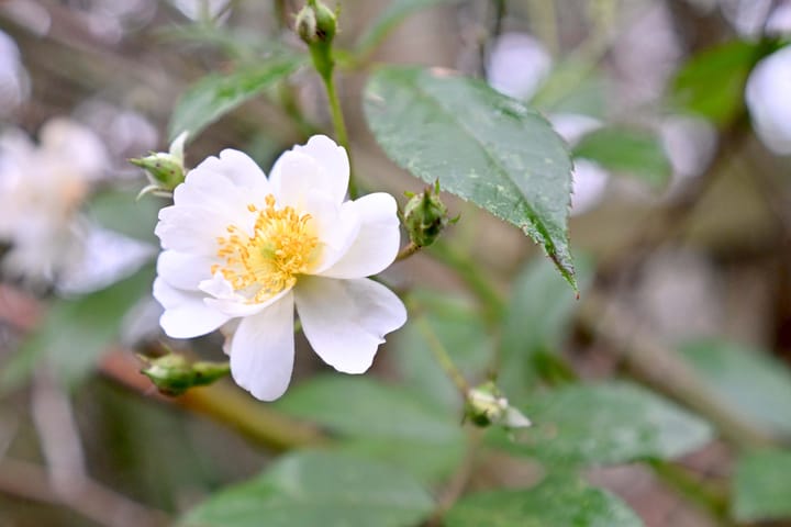 Photo 41 of Vogelzang 26