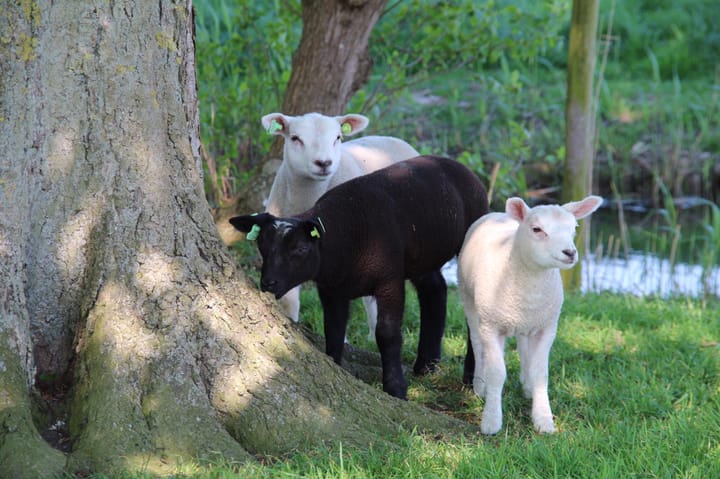 Foto 24 van Achtersloot 39