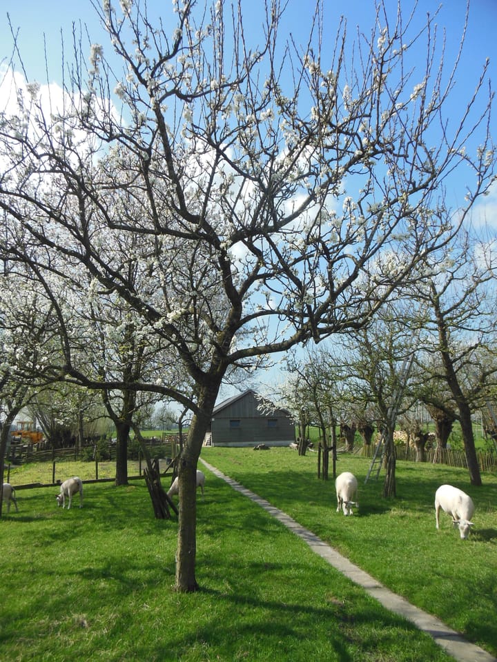 Foto 25 van Achtersloot 39