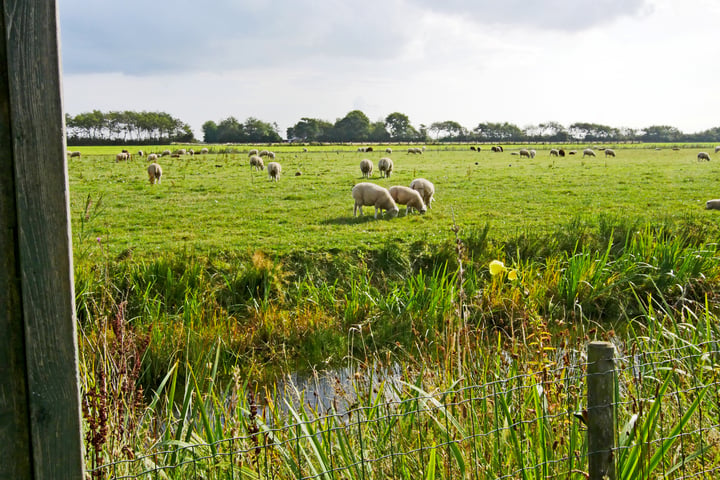 Bekijk foto 35 van Hoefslag 29