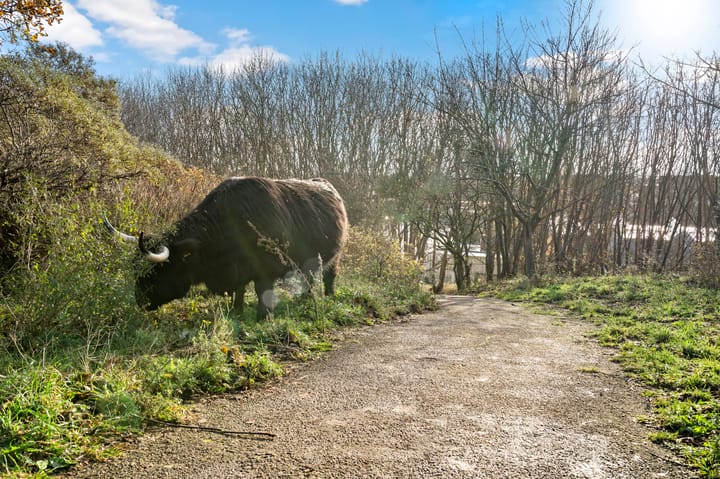 Foto 44 van Ranonkelstraat 29