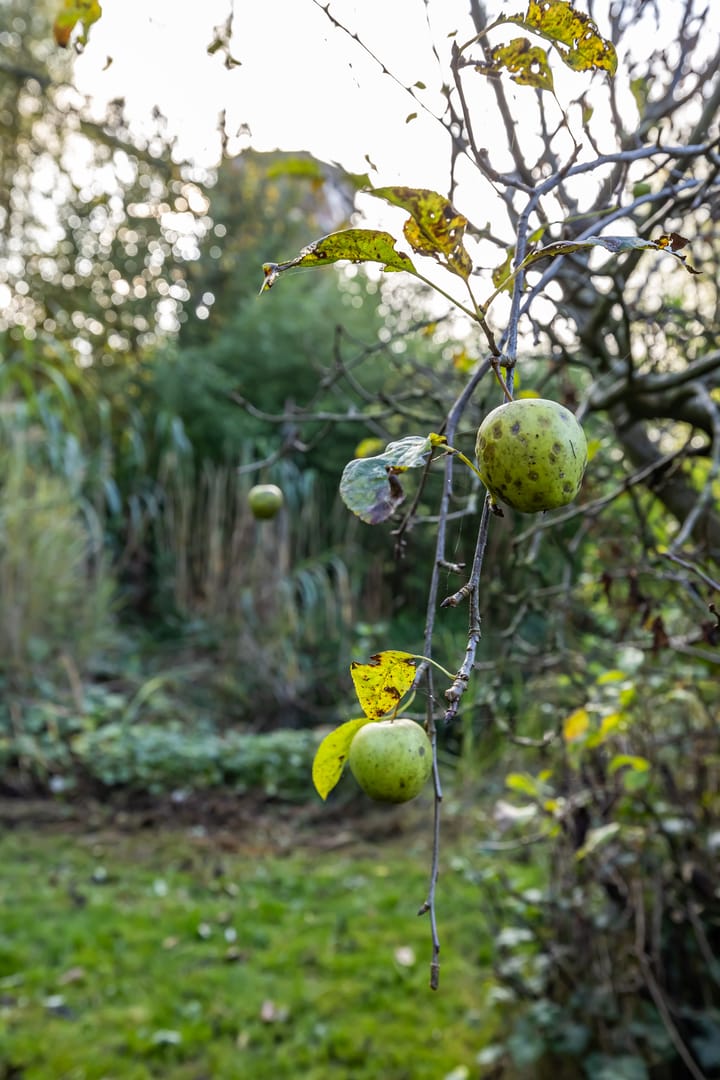 Foto 61 van Noorderweg 8