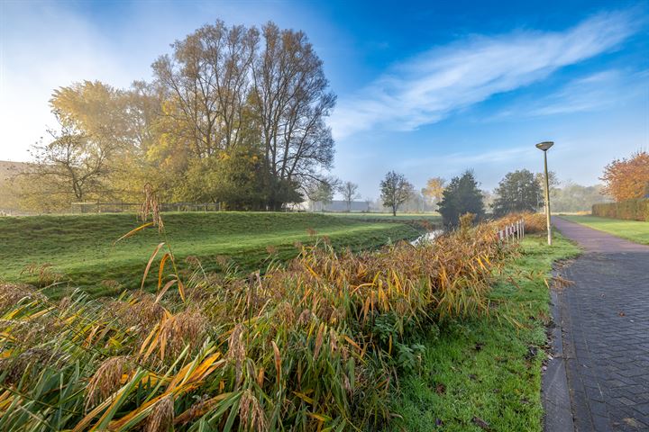 Bekijk foto 2 van Aalscholver 16