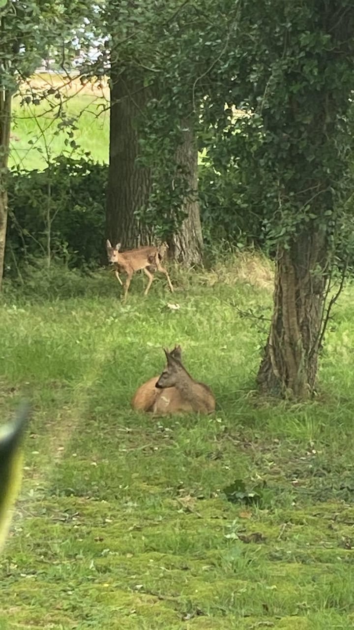 Foto 27 van Wierren 8