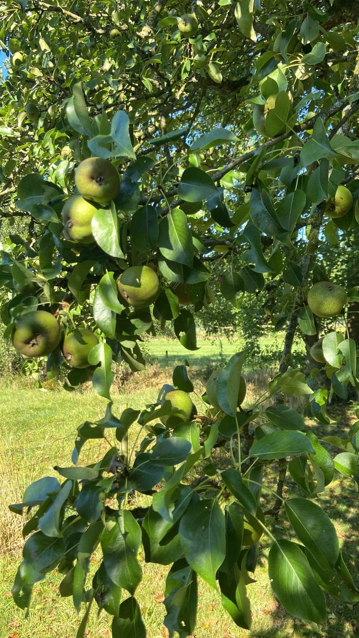 Foto 28 van Wierren 8