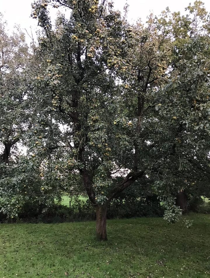 Foto 30 van Wierren 8