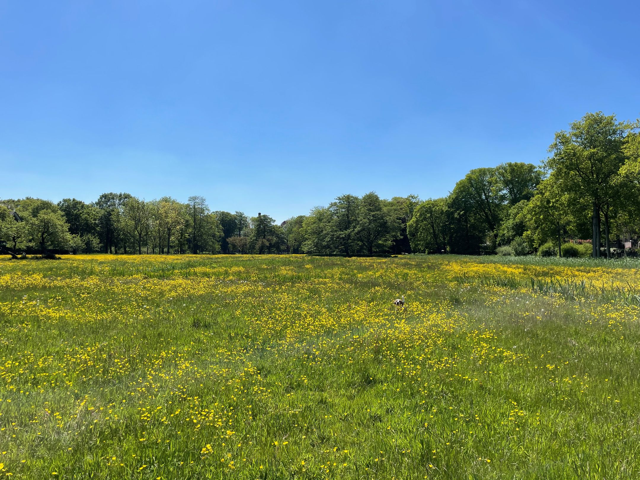 Foto 72 van Zocherlaan 48