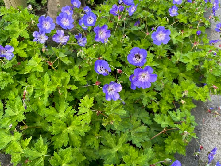 Foto 61 van Bosanemoon 9