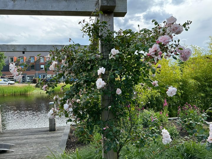 Foto 62 van Bosanemoon 9