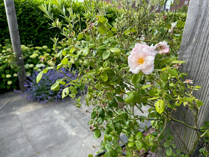 Foto 64 van Bosanemoon 9