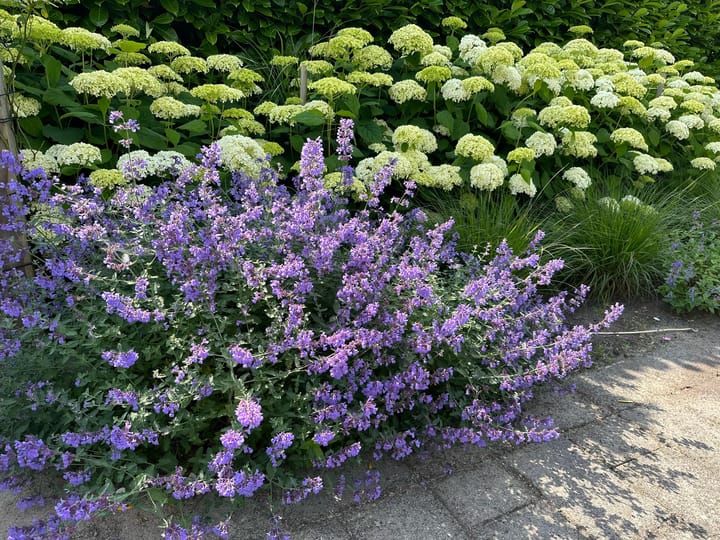 Foto 65 van Bosanemoon 9