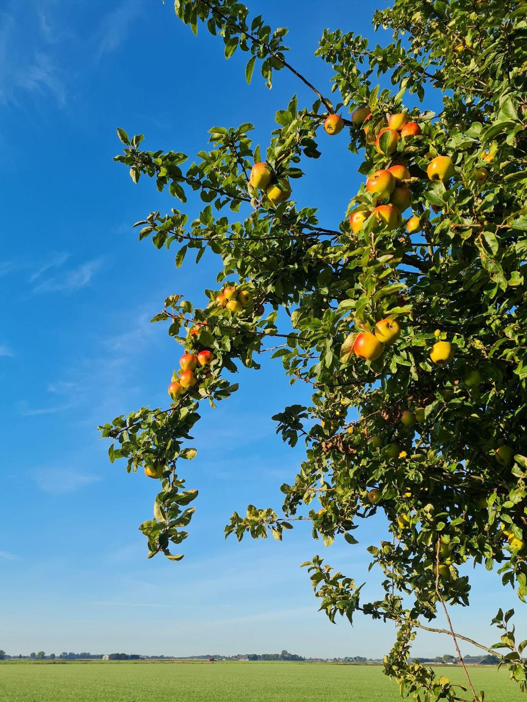 Foto 98 van Haven 32