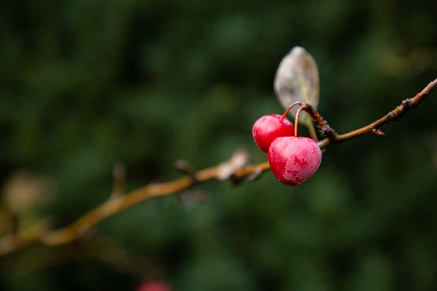 Foto 44 van Burgemeester van Nispenstraat 17