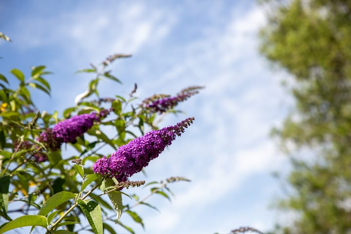 Photo 56 of Boschlaan 8-A