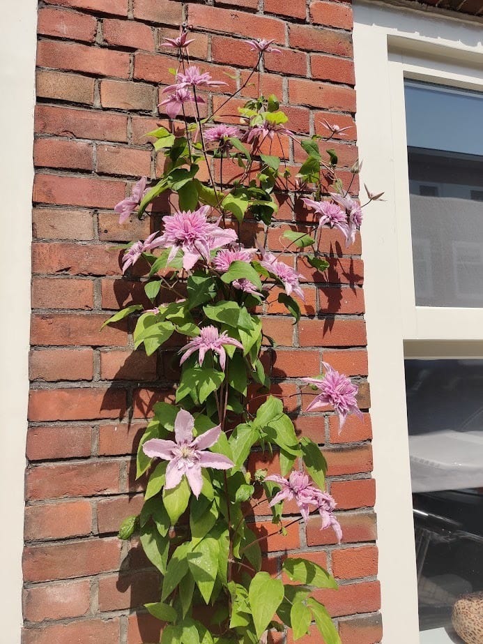 Foto 29 van Wakkerstraat 20-B