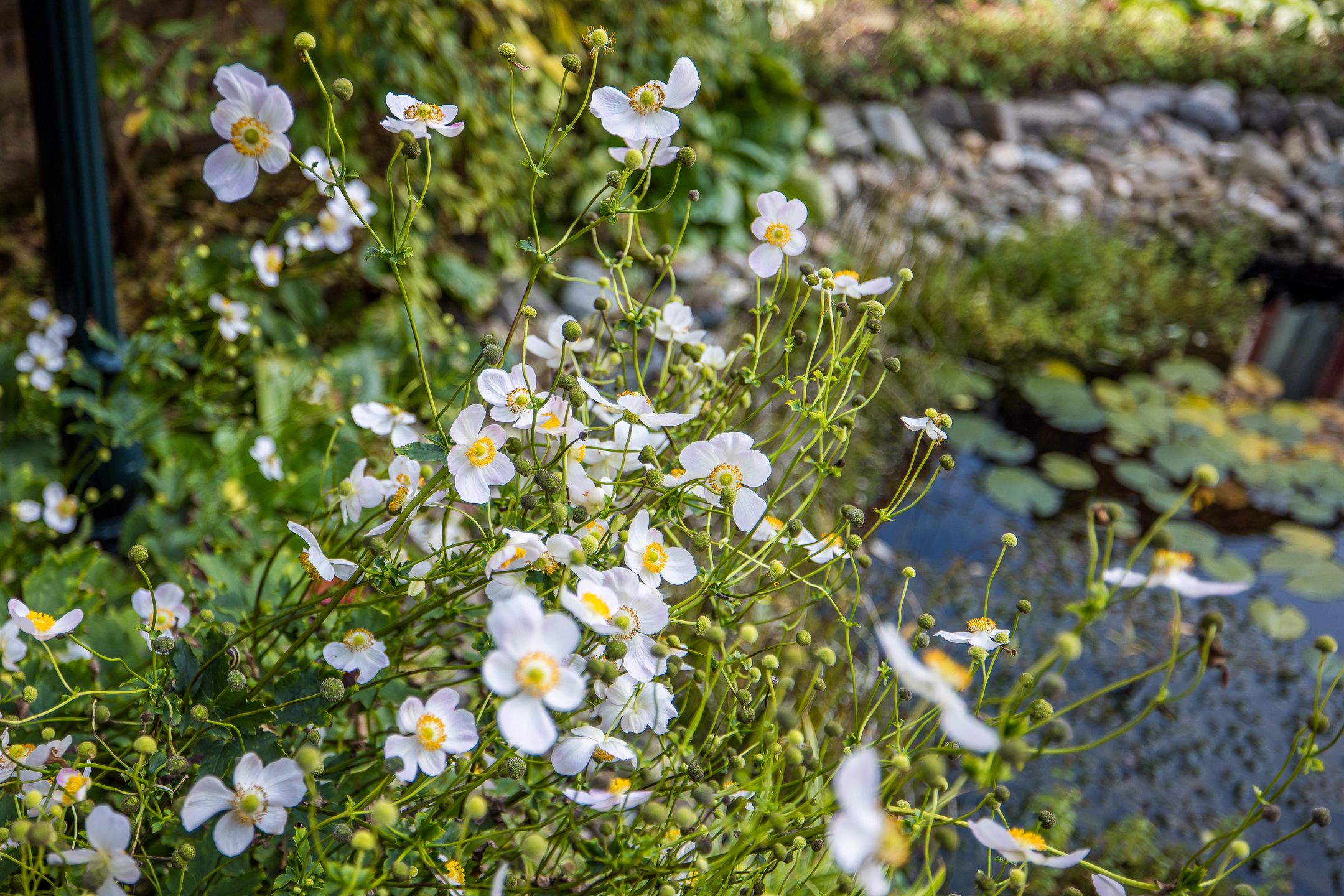 Foto 15 van Bundelzwam 27