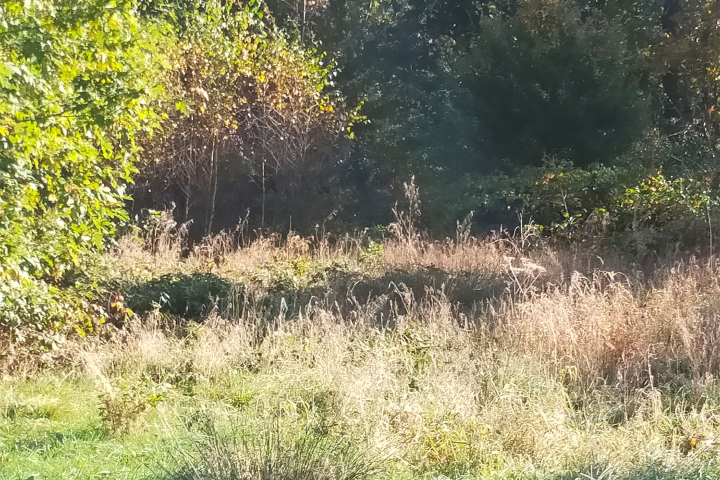 Bekijk foto 5 van Chaamseweg-Hazenberg