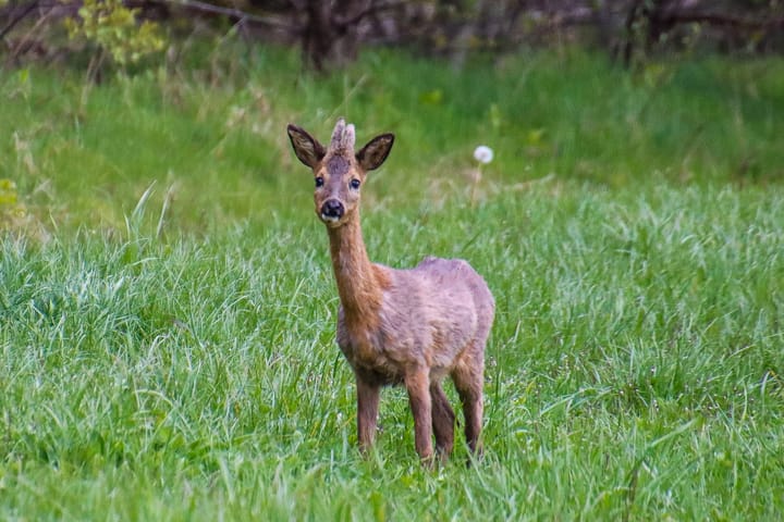 Photo 72 of Lochemseweg 31