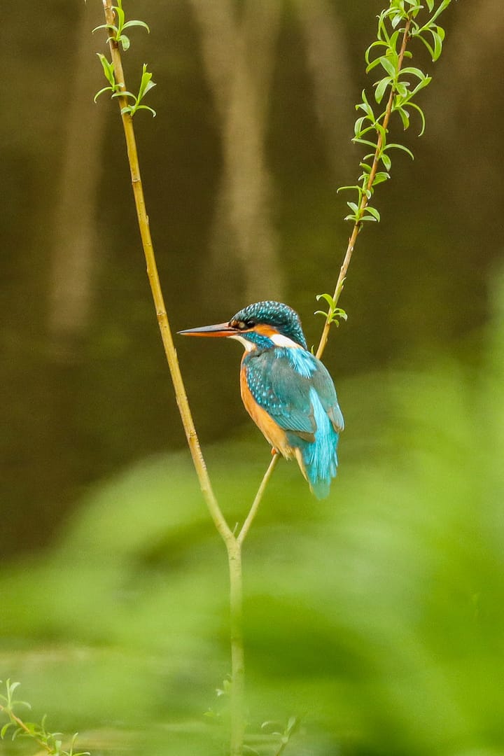 Photo 73 of Lochemseweg 31