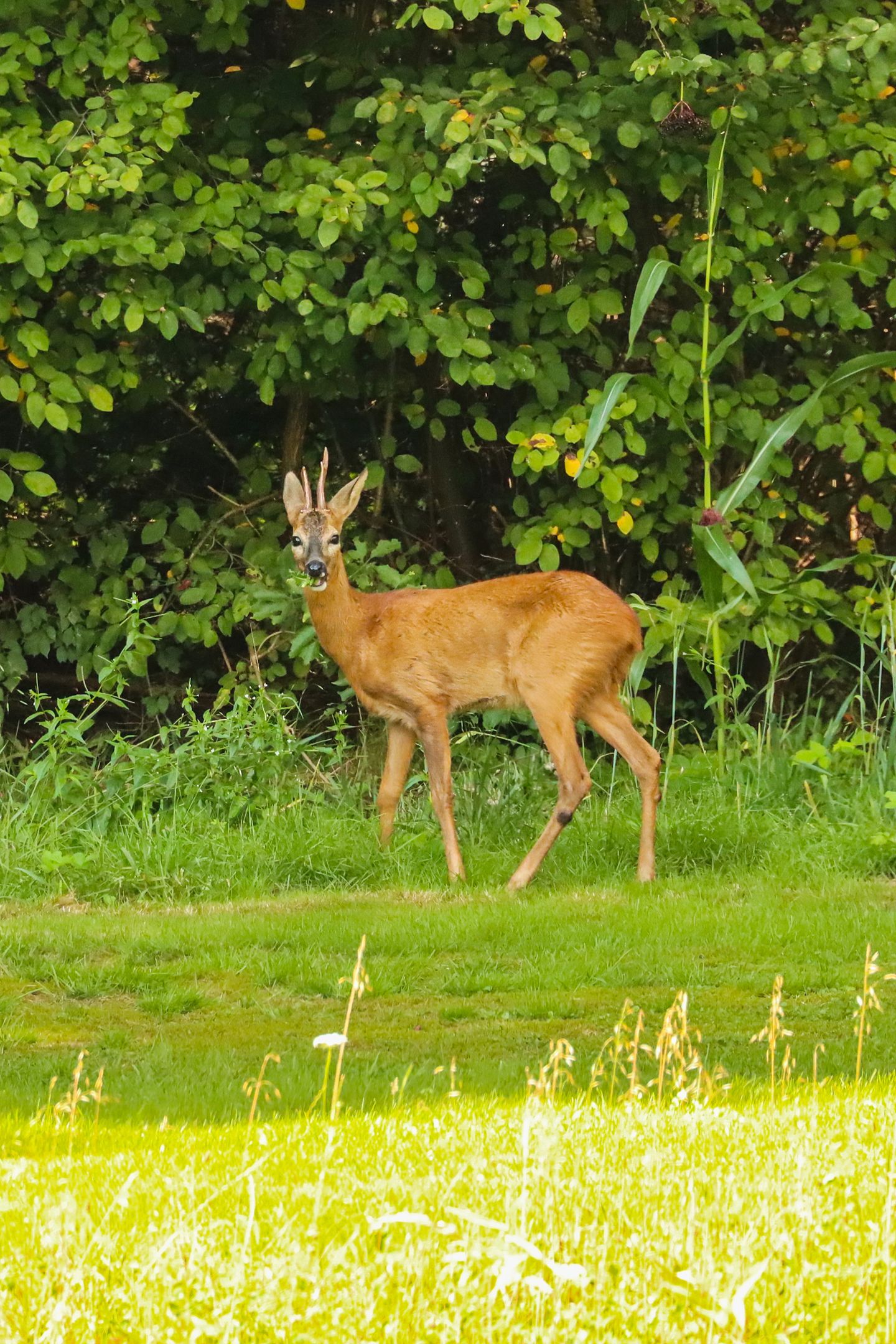 Photo 74 of Lochemseweg 31