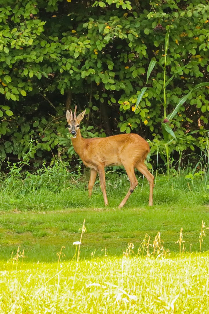 Photo 74 of Lochemseweg 31