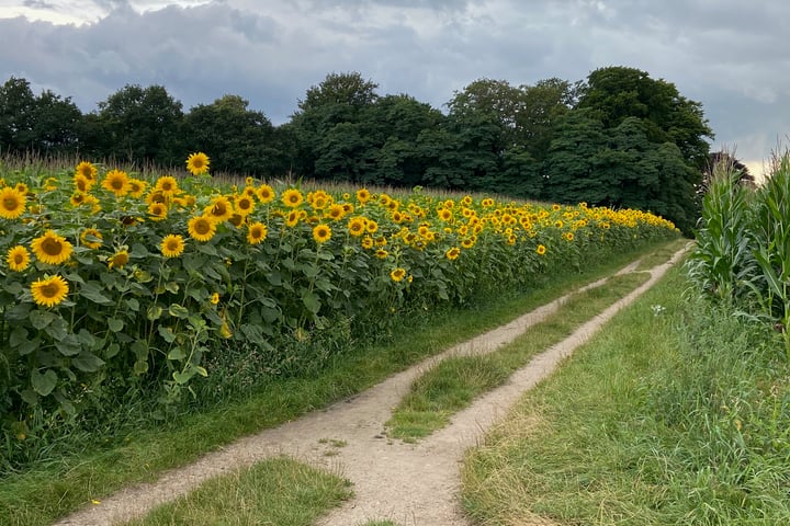 Bekijk foto 9 van Schelmseweg 101