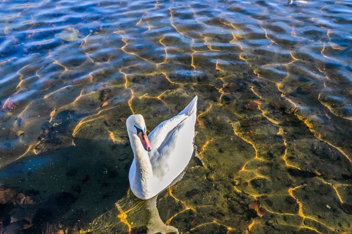 Foto 38 van Overleg 68