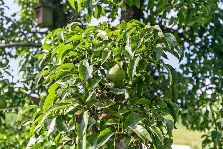 Foto 35 van Kadoelenweg 288