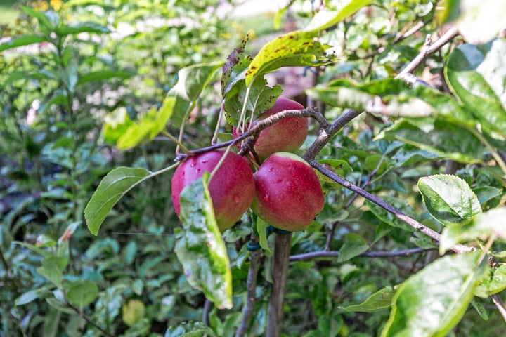 Bekijk foto 36 van Kadoelenweg 288